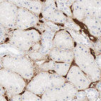 Anti-C4BPA Antibody