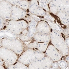 Immunohistochemical staining of human kidney shows strong positivity in plasma.