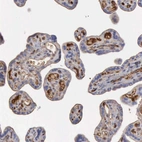 Immunohistochemical staining of human placenta shows strong positivity in plasma in blood vessels.