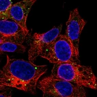 Immunofluorescent staining of human cell line Hep G2 shows localization to vesicles.