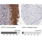 Anti-STAT1 Antibody