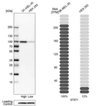 Western blot analysis in human cell lines SK-MEL-30 and HEK293 using Anti-STAT1 antibody. Corresponding STAT1 RNA-seq data are presented for the same cell lines. Loading control: Anti-PFN1.