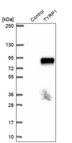 Western blot analysis in control (vector only transfected HEK293T lysate) and TYRP1 over-expression lysate (Co-expressed with a C-terminal myc-DDK tag (~3.1 kDa) in mammalian HEK293T cells, LY400187).