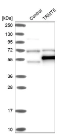 Western blot analysis in control (vector only transfected HEK293T lysate) and TRMT5 over-expression lysate (Co-expressed with a C-terminal myc-DDK tag (~3.1 kDa) in mammalian HEK293T cells, LY412281).