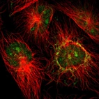 Immunofluorescent staining of human cell line U-251 MG shows localization to nucleus, nucleoli & mitochondria.