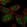 Anti-MYO18B Antibody