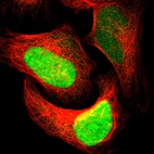 Anti-APEX1 Antibody