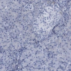 Immunohistochemical staining of human pancreas shows no positivity in exocrine glandular cells.