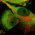 Immunofluorescent staining of human cell line U-251 MG shows localization to nucleoplasm, plasma membrane & cytosol.