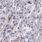 Immunohistochemical staining of human liver using Anti-GLA antibody HPA000966.