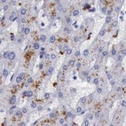 Immunohistochemical staining of human liver using Anti-GLA antibody HPA000966.