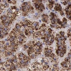 Immunohistochemical staining of human adrenal gland using Anti-GLA antibody HPA000966.