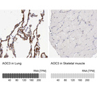 Anti-AOC3 Antibody