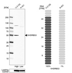 Anti-KHDRBS3 Antibody