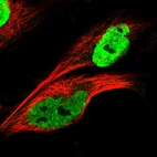 Immunofluorescent staining of human cell line U-251 MG shows localization to nucleoplasm.