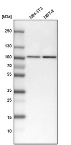 Western blot analysis in mouse cell line NIH-3T3 and rat cell line NBT-II.