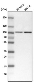 Anti-STAT1 Antibody