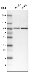 Western blot analysis in mouse cell line NIH-3T3 and rat cell line NBT-II.