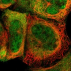 Immunofluorescent staining of human cell line A-431 shows localization to nucleoplasm & cytosol.
