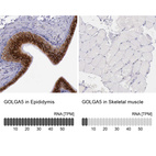 Anti-GOLGA5 Antibody