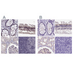 Anti-MPP5 Antibody