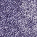 Immunohistochemical staining of human lymph node using Anti-MPP5 antibody HPA000993.