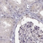 Immunohistochemical staining of human kidney using Anti-MPP5 antibody HPA000993.