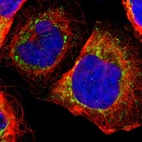 Immunofluorescent staining of human cell line A-431 shows localization to mitochondria.