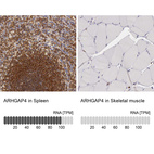 Anti-ARHGAP4 Antibody