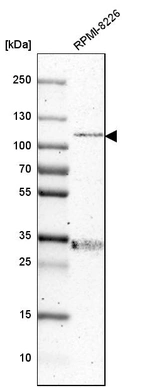 Western blot analysis in human cell line RPMI-8226.