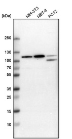 Western blot analysis in mouse cell line NIH-3T3, rat cell line NBT-II and rat cell line pC12.