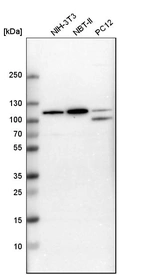 Western blot analysis in mouse cell line NIH-3T3, rat cell line NBT-II and rat cell line pC12.