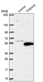 Western blot analysis in control (vector only transfected HEK293T lysate) and TCEANC over-expression lysate (Co-expressed with a C-terminal myc-DDK tag (~3.1 kDa) in mammalian HEK293T cells, LY407437).