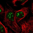 Immunofluorescent staining of human cell line U-2 OS shows localization to nucleus & nucleoli fibrillar center.