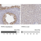 Anti-PHF6 Antibody