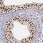 Immunohistochemical staining of human epididymis shows strong nuclear positivity in glandular cells.
