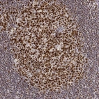 Immunohistochemical staining of human tonsil shows strong nuclear positivity in germinal center cells.