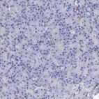 Immunohistochemical staining of human pancreas shows very weak positivity in exocrine glandular cells.