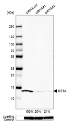 Western blot analysis in U-87MG ATCC cells transfected with control siRNA, target specific siRNA probe #1 and #2, using Anti-CSTA antibody. Remaining relative intensity is presented. Loading control: Anti-GAPDH.