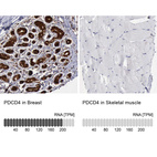 Anti-PDCD4 Antibody