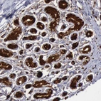 Immunohistochemical staining of human breast shows strong nuclear positivity in glandular cells.