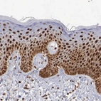 Immunohistochemical staining of human skin shows strong nuclear positivity in epidermal cells.