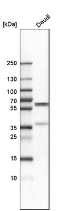 Anti-PDCD4 Antibody