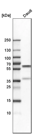 Western blot analysis in human cell line Daudi.