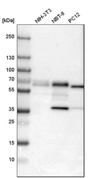Western blot analysis in mouse cell line NIH-3T3, rat cell line NBT-II and rat cell line pC12.