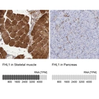Anti-FHL1 Antibody