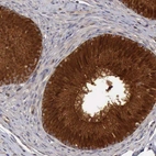 Immunohistochemical staining of human epididymis shows high expression.