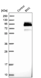 Western blot analysis in control (vector only transfected HEK293T lysate) and BMX over-expression lysate (Co-expressed with a C-terminal myc-DDK tag (~3.1 kDa) in mammalian HEK293T cells, LY400648).