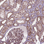 Immunohistochemical staining of human kidney shows strong nuclear positivity in cells in tubules.