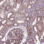 Immunohistochemical staining of human kidney shows strong nuclear positivity in cells in tubules.